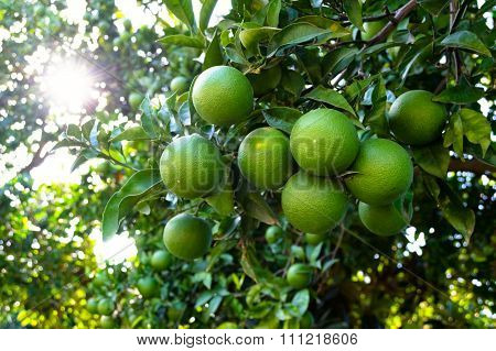 Orange Tree With Unripe Fresh Oranges. Selective Focus