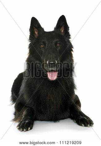 Belgian Shepherd Groenendael