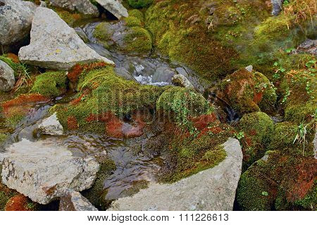 Spring In The   Tundra. Creek Meltwater.