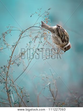 Sparrow Bird Sitting on Old Stick. Frozen Sparrow Bird Winter Po