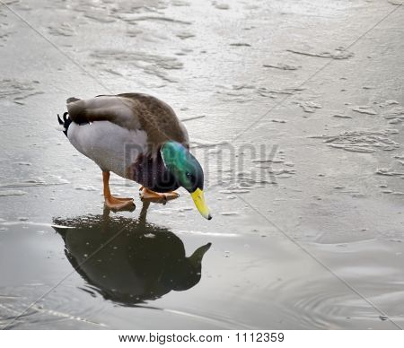Duck på is