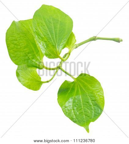 Piper Betle Or Wildbetel On White Background
