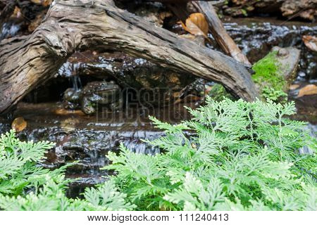 Green Plant Decorated In Home Garden