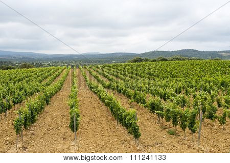 Vineyard In Languedoc-roussillon (france)