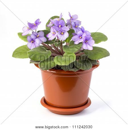 Violet Saintpaulia