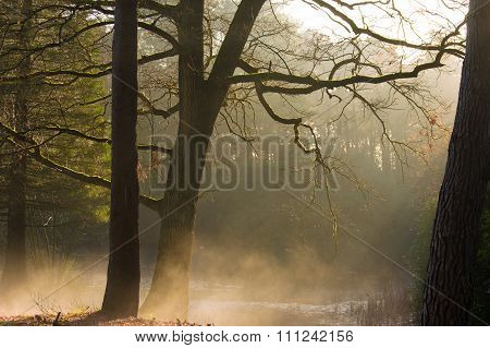 Forest sun rays on fog