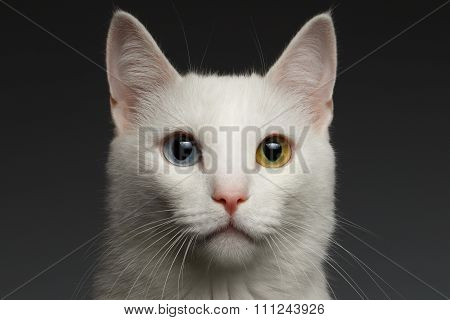 Closeup White Cat With  Heterochromia Eyes On Gray