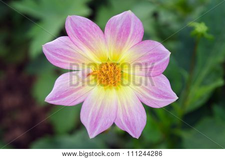 Pink Cosmos Flower In Chiangmai Thailand
