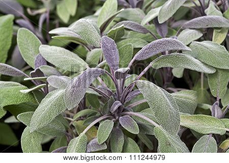 Salvia officinalis 'Purpurea'