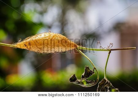 Chrysalis Of Golden Emperor Moth ( Loepa Sikkima )