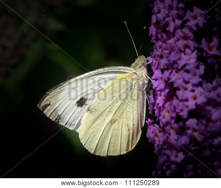 Large white butterfly (Pieris brassicae) on Buddleia butterfly flower