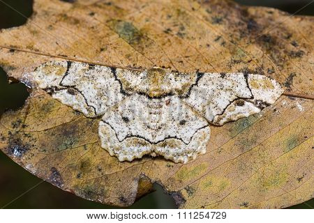 Biston Inouei Moth On Dried Leaf