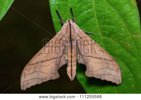 Marumba Hawk Moth On Green Leaf
