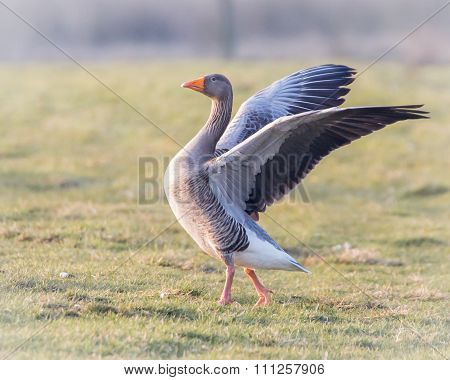 Greylag Goose (Anser anser)