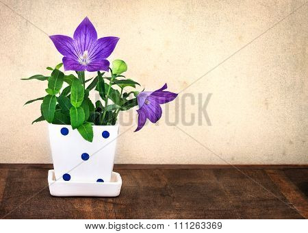 Still Life Of Purple Balloon Flower Or Platycodon Grandiflorus Flower In Cute Pot On Wooden Table Wi