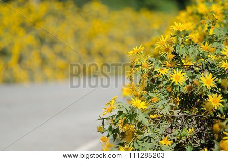 Mexican Sunflower Weed (tithonia Diversifolia)