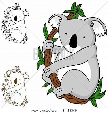 Koala na oddział
