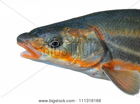 Head Of Fish
