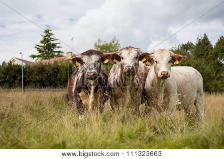 Shorthorn cows