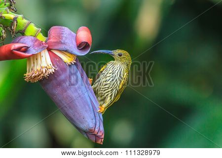 Streaked Spiderhunter Bird