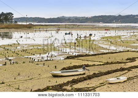 Clam Aquaculture Parks