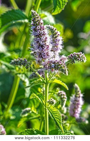 Aromatic garden plant - Mentha longifolia