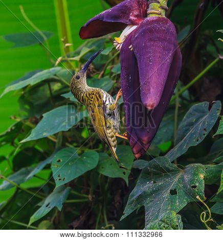 Streaked Spiderhunter Bird