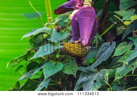 Streaked Spiderhunter Bird