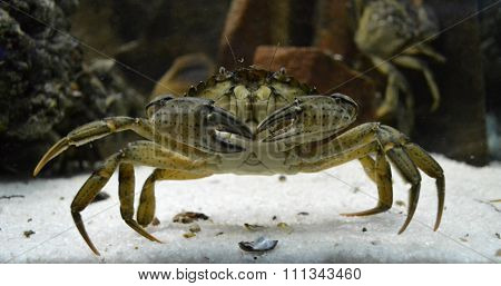 crab