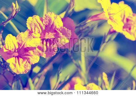 Abstact Background Of Ruellias Flower In Garden With Sunlight In The Morning,vintage Toning,selectiv
