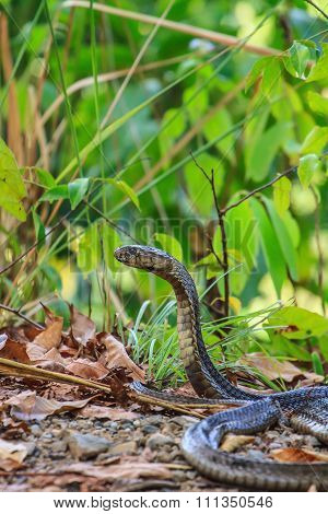Close Up  Monocellate Cobra