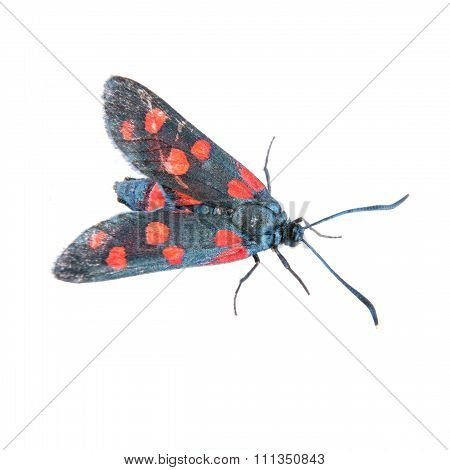 Six-spot Burnet On The White Background