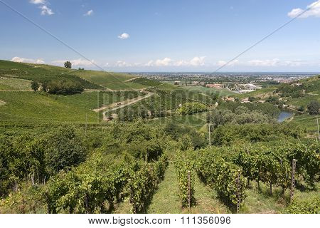 Vineyards In Oltrepo Pavese (italy)
