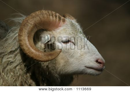 แกะ Skudde, Ram