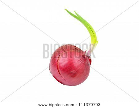 Red Onion With Green Sprout