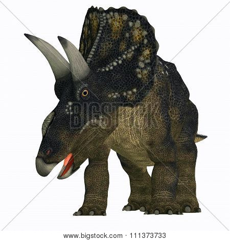 Nedoceratops On White