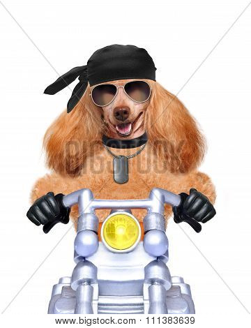 Motorbike dog at speed