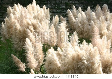 Erba della Pampa