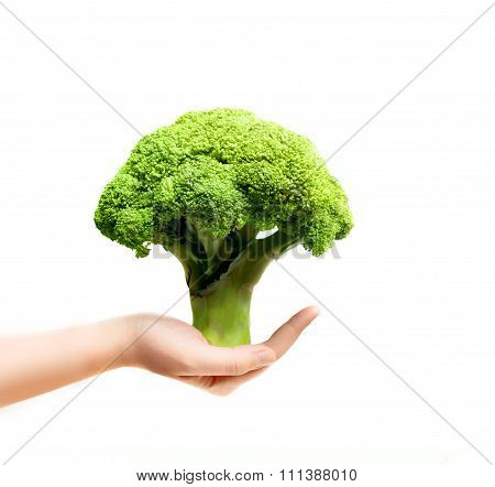 Hands Holding A Brokkoli Like A Green Tree
