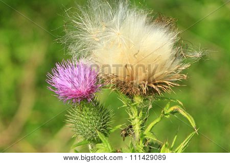 Flowers And Seeds Of Carduus