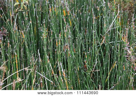 Equisetum Bamboo Grass