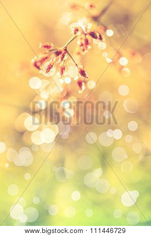 Closeup Of  Poaceae With Dew On Blurred Bokeh Background. Outdoors. Vintage.