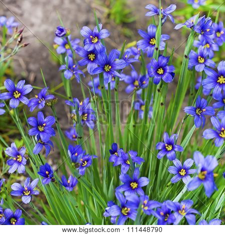 Garden flower - Sisirinhium angustifolia