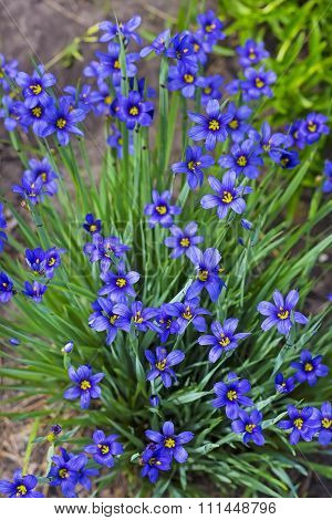 Garden flower - Sisirinhium angustifolia