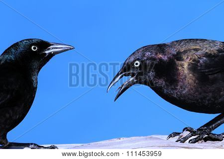 Common Grackle