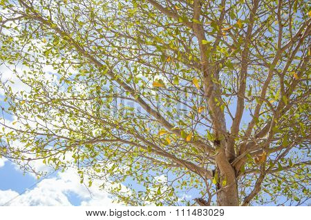 Terminalia ivorentsis leaves in garden
