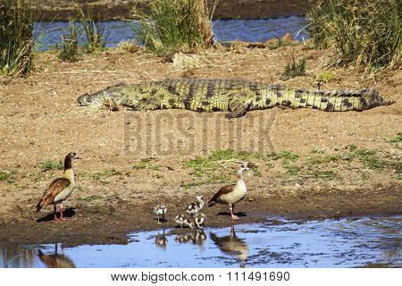 Egyptian Goose And Nile Crocodile In Kruger National Park