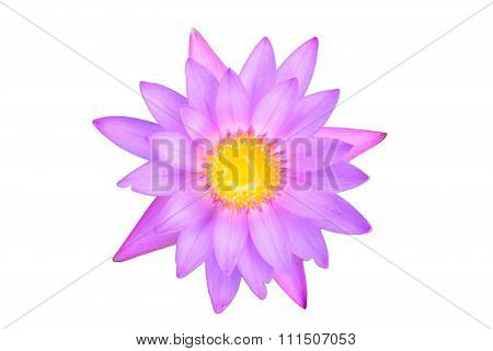 purple lotus isolated on white background