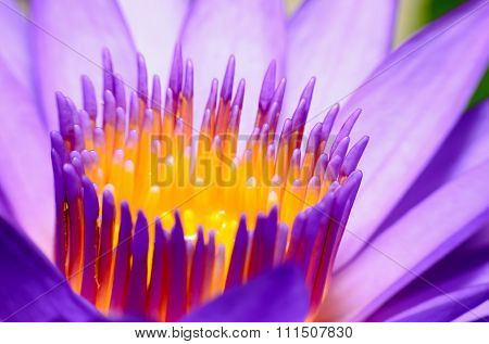 Closeup lotus flower in the garden