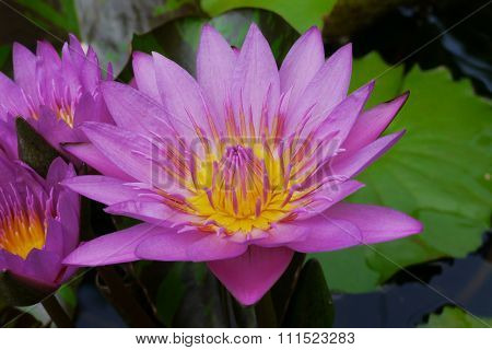 Pink lotus pollen yellow filaments solar ener